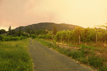 Vineyards on a slope in Badacsony,wine region of Hungary.