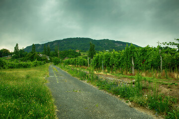 Vineyards on a slope in Badacsony,wine region of Hungary.