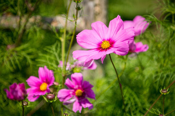 Cosmos in the summer