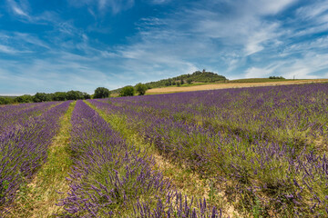 Fototapeta na wymiar Panoramic travel landscape in Provence, France. Blooming lavender flowers and meadow field under blue sunny sky clouds. Idyllic serenity nature, inspire colorful countryside tranquil blossom view