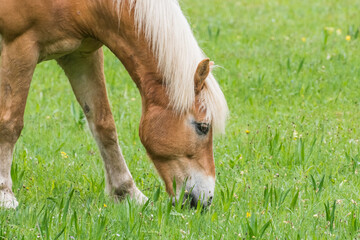 Naklejka na ściany i meble brown horse with blond hair eats grass on a green meadow detail