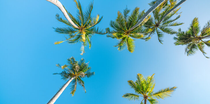 Sunny tourism panorama. Blue sky and coconut palm trees view from below, vintage style, tropical beach and summer panoramic background, travel concept. Relax inspire beautiful nature abstract