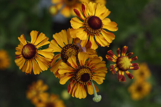 Helenium autumnale, common sneezeweed flowers in the summer garden 