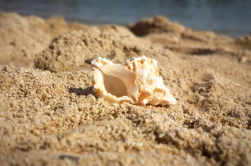 Seashell on the beach