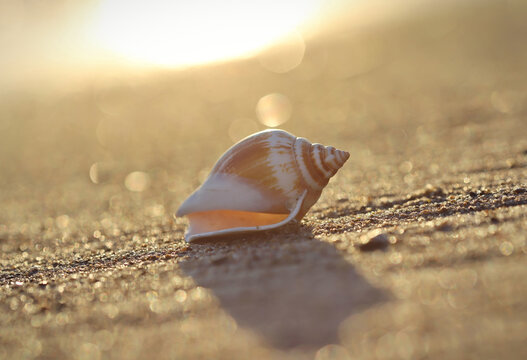 Seashell on the beach