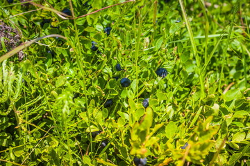 Blueberries grow in nature on a mountainside. A bush of blueberr