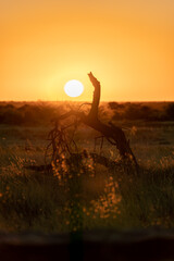 Sunset in der Steppe von Namibia