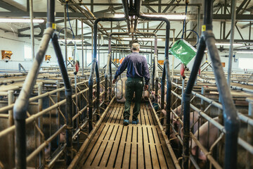 Veterinarian in the pig farm checking on the pig's health