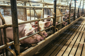 Fattening pigs on a large commercial breeding pig farm.