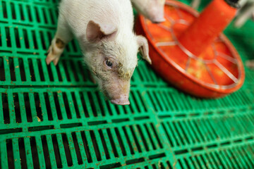 Piglets in quarantine due to disease. Pigs diseases. African swine fever.
