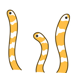 ニシキアナゴ01