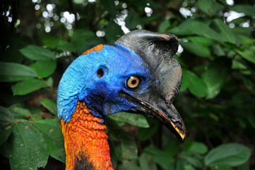 Selective focus  up of cassowary bird nature outdoor