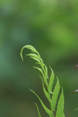Red Ashoka flower (Ixora coccinea) belongs to the order Gentianales, family Rubiaceae. Ashoka has various flower colors.A red idly poo growing in the outside