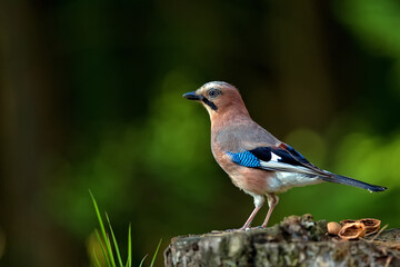 Jay in the forest.