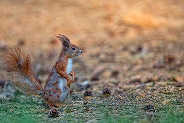 Red squirrel in the forest.