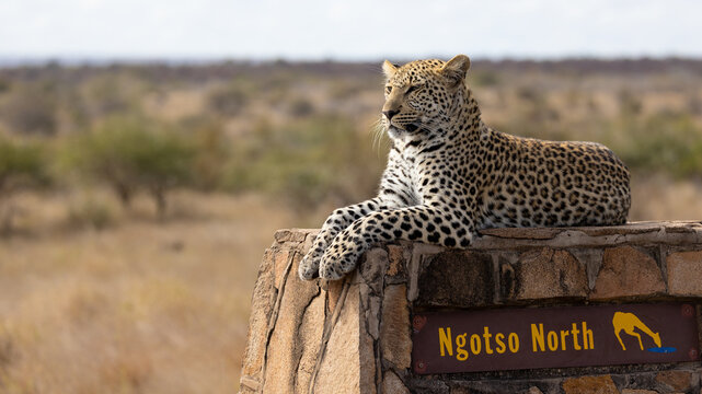 a leopard on a signpost in Kruger National Park