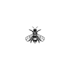 Bee hand drawn illustration Isolated on a white background.