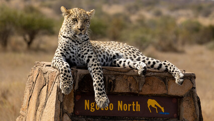a male leopard resting on a signpost in Kruger National Park © Jurgens