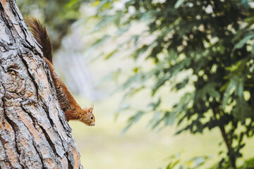 Petit écureuil roux dans un arbre