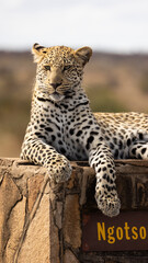a leopard on a signpost in Kruger National Park