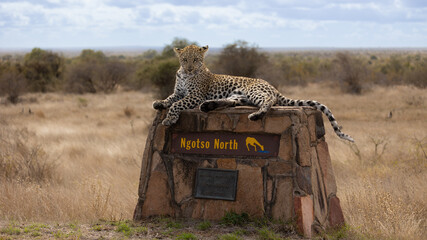 a leopard on a signpost in Kruger National Park