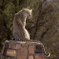 a leopard on a signpost in Kruger National Park
