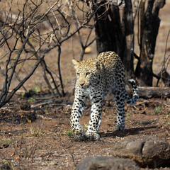 young male leopard in the wild