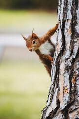 Petit &eacute;cureuil roux dans un arbre