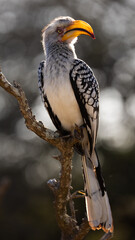 a portrait of a yellow-billed hornbill