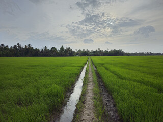 Fototapeta na wymiar Rice plantation 
