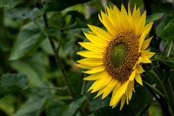 Sunflowers 1