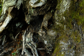 Large tree roots, huge rough tree rhizome
