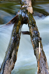 water flowing under tree log