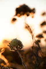 Silhoette  di wildflowers against golden sunset background
