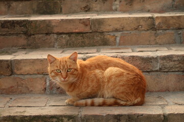 Portrait of cute ginger cat 