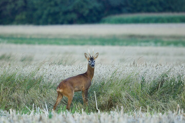 Roe deer on the field at the morning. ( capreolus capreolus ). Roe standing in the cereal.