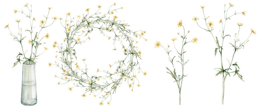 Set of meadow buttercup known as Ranunculus acris, spearworts or water crowfoots. Wreath of yellow flower, glass vasa. Watercolor clipart hand drawn painting illustration isolated on white background.