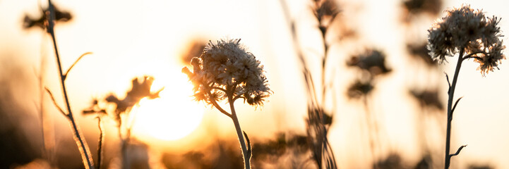 Silhoette  di wildflowers against golden sunset background
