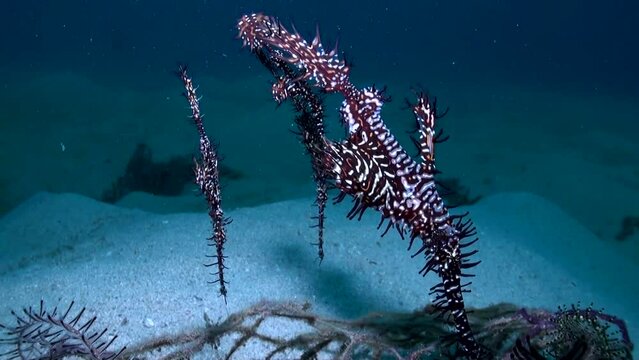 Group of Black Ornate or Harlequin Ghost Pipefish (Paradoxus solenostomus) - Close Up - Philippines