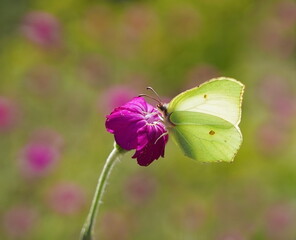 brimstone butterfly in the garden,zitronenfalter im garten