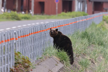 Ussuri brown bear Ursus arctos lasiotus. Shiretoko National Park. Shiretoko Peninsula. Hokkaido. Japan.