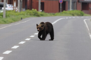 Ussuri brown bear Ursus arctos lasiotus. Shiretoko National Park. Shiretoko Peninsula. Hokkaido....