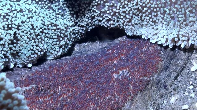Saddleback Clownfish-Anemonefish (Amphiprion polymnus) Fanning its Eggs - Close-up - Philippines