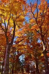 Fototapeta premium 秋 紅葉の河口湖