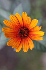 a single Heliopsis helianthoides 'BURNING HEARTS'
rough oxeye, false sunflower