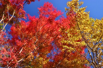 秋　紅葉の河口湖