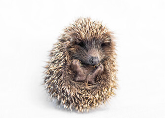cute hedgehog lying on grass or blanket with belly tummy up.baby adorable animal like ball, clew. © Alexandra