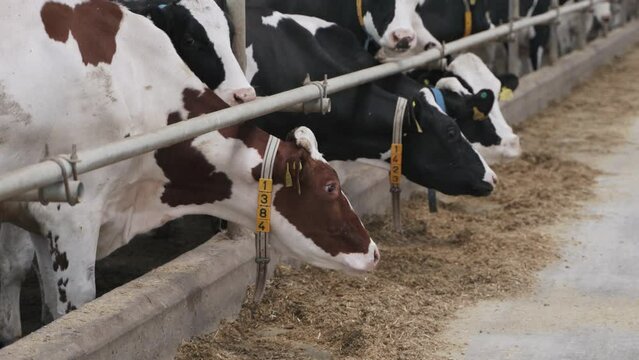 Modern farm barn with milking cows eating hay. Cows feeding on dairy farm.