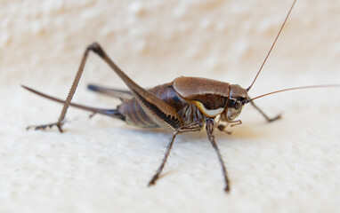 Close up of cricket on the white wall. Macro photography of cricket.