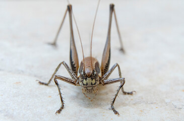 Close up of cricket on the white wall. Macro photography of cricket.